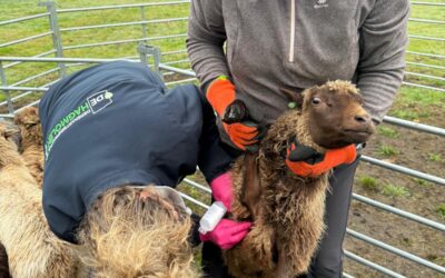 schapenvaccinaties-bij-hondenwerk-nu