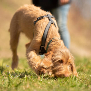hondenwerk.nu neusspel
