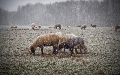 Winterklaar Terrein in Twente