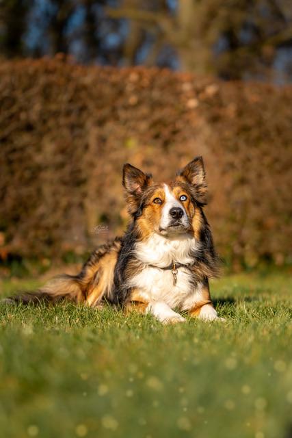 hondenwerk priveles honden