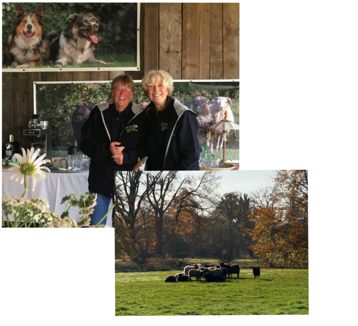 Hondenwerk schapendrijven zakelijke en particuliere uitjes teambuilding