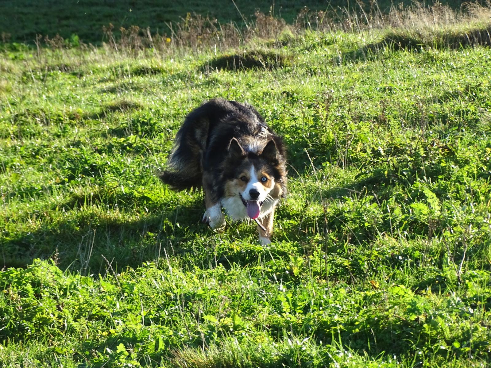 schapendrijven in boekelo