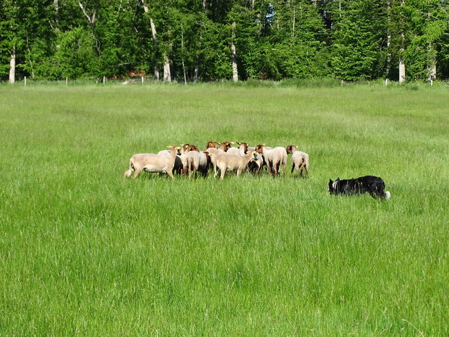 schapendrijvenfrankrijk